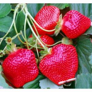 Клубника "ЭЛЬСАНТА" (6 шт.)